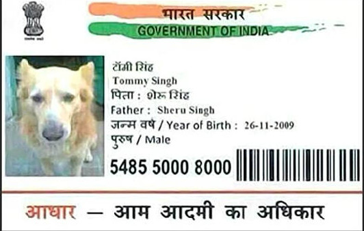 Aadhar mischief dog card - garbage in, garbage out